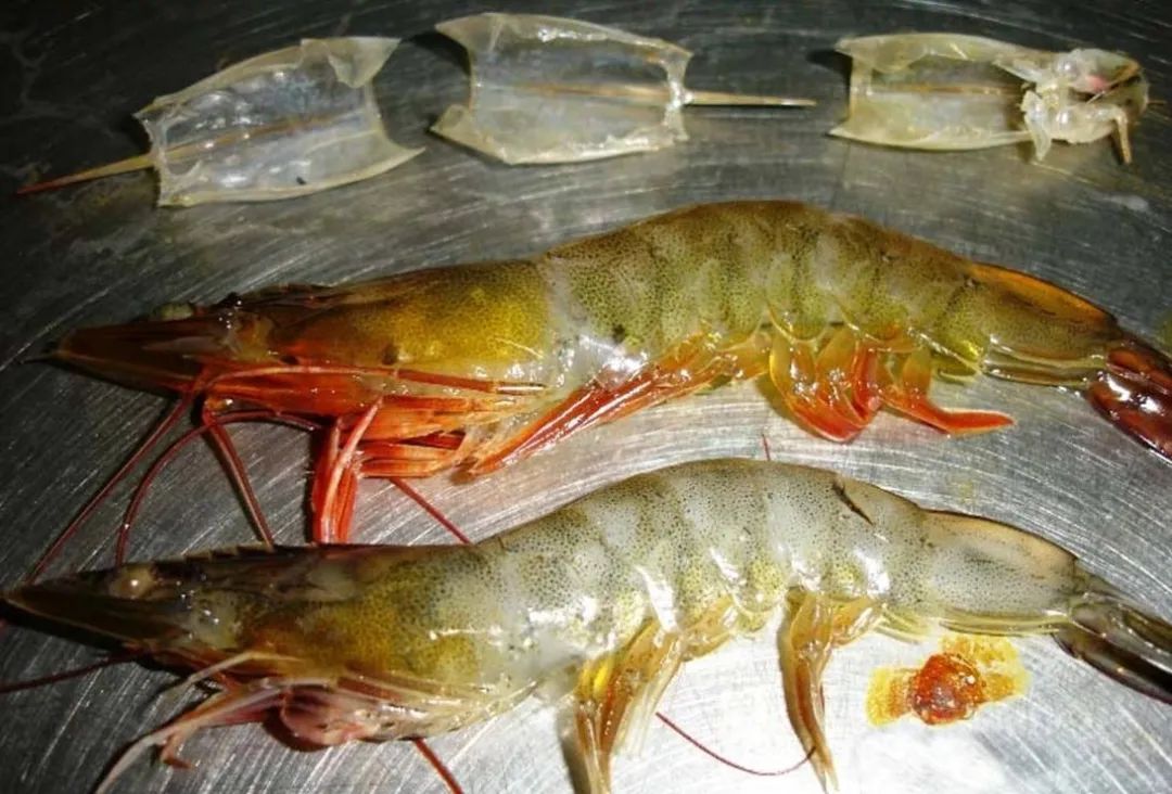 美食水族图片高清_水族美食图片_美食水手图片